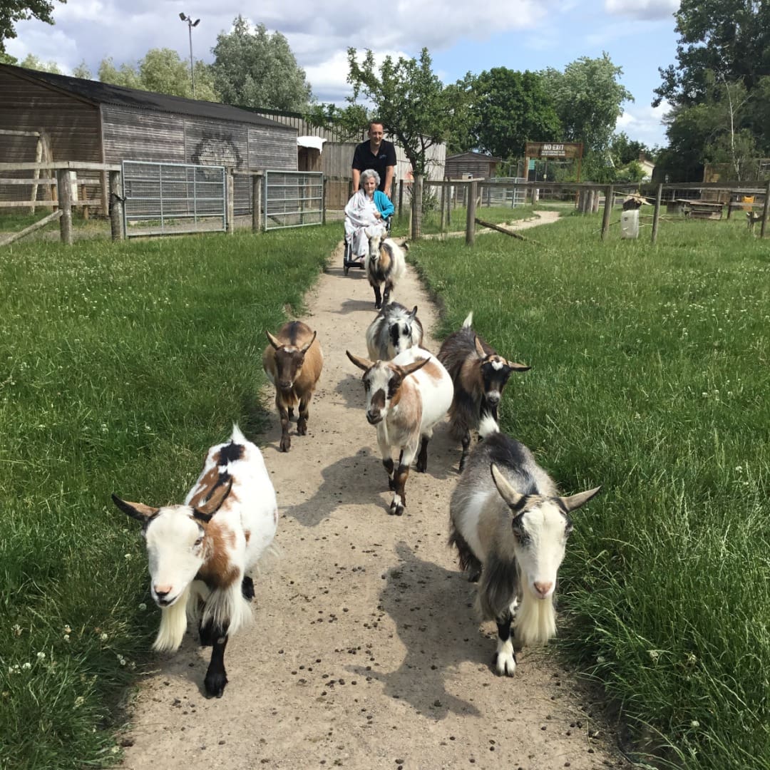 Meet the goats!